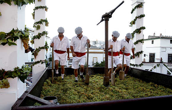 Men tread on grapes in a wooden wine press during the annual grape harvest fiesta in Jerez, southern Spain.