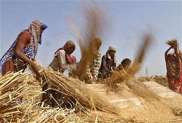 Labourers thresh paddy crop in a farm at Sanand in Gujarat.