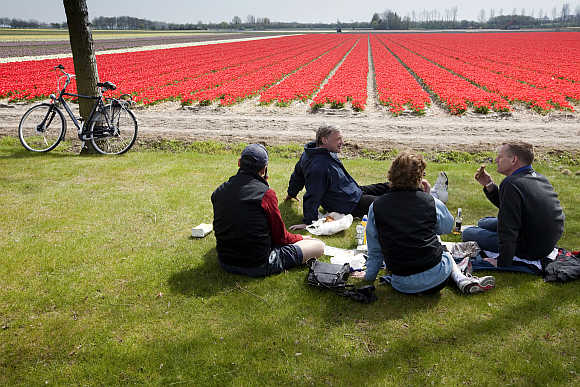 American tourists picnic while enjoying the tulip fields in Noordwijk, the Netherlands.