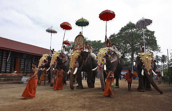 Caparisoned elephants during the annual temple festival in Kochi.