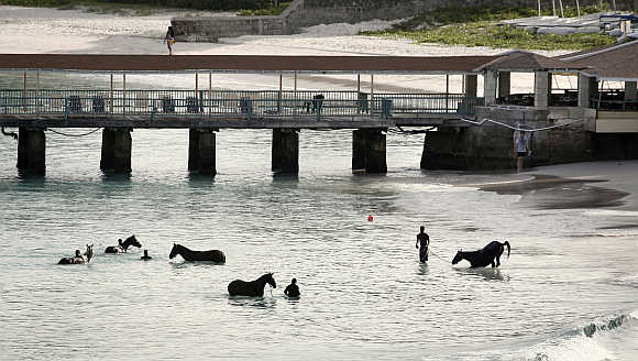 Horses from a local race course are given a morning bath just outside Bridgetown, Barbados.