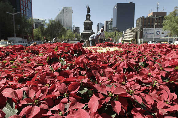 Workers plant flowers called poinsettias, also known as 'Flor de Noche Buena', in Reforma avenue in Mexico City.