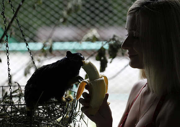 An employee feeds a red-handed tamarin monkey a banana in Krasnoyarsk, Siberia, Russia.
