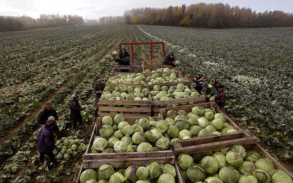 Workers gather cabbage near the village of Radashkovichi, some 40km northwest of Minsk, Belarus.