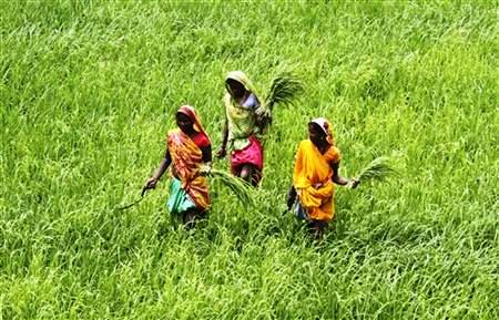 Labourers work in a paddy field at Thaska village in Punjab.