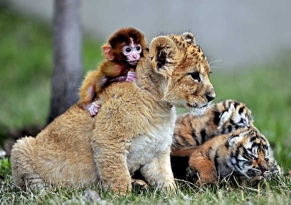 A baby monkey, a lion cub and tiger cubs play at the Guaipo Manchurian Tiger Park in Shenyang, Liaoning Province, China. Photo is for representation purpose only.