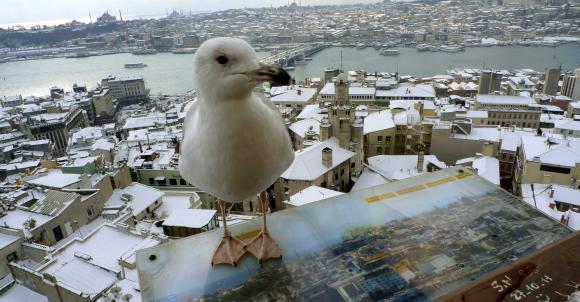 A seagull sits at the observation deck of the historical Galata tower with snow-covered Karakoy district and the old city in the background in Istanbul.