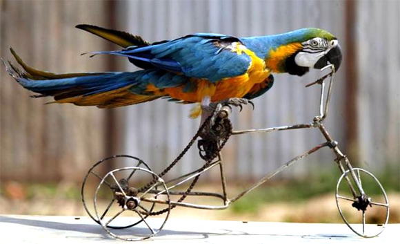 A circus macaw parrot rides a toy bicycle in Chandigarh.