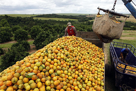 Workers load a truck with oranges on a farm in Limeira.