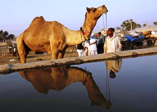 A camel herder is reflected in a pool of water as he stands among his camels at Pushkar Fair in Rajasthan.