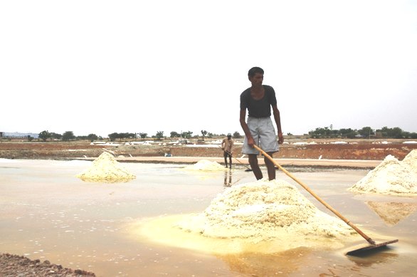 How illegal salt making threatens Sambhar Lake's ecology