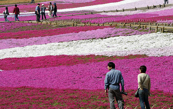 Visitors look at landscaped fields of Shibazakura flowers at Hitsujiyama Park in Chichibu, Saitama Prefecture, in Japan.