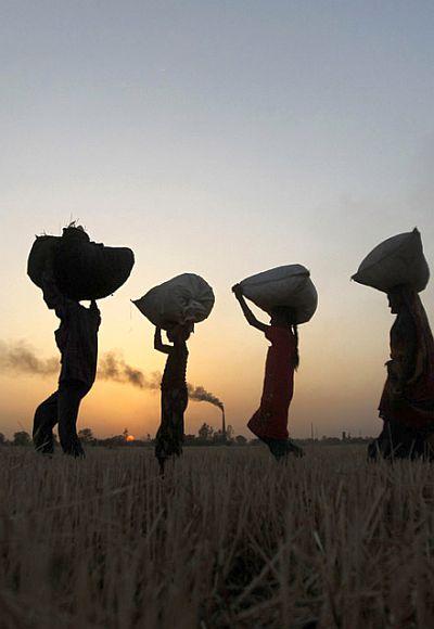 Labourers carry harvested wheat as they walk in a field on the outskirts of Ahmedabad.