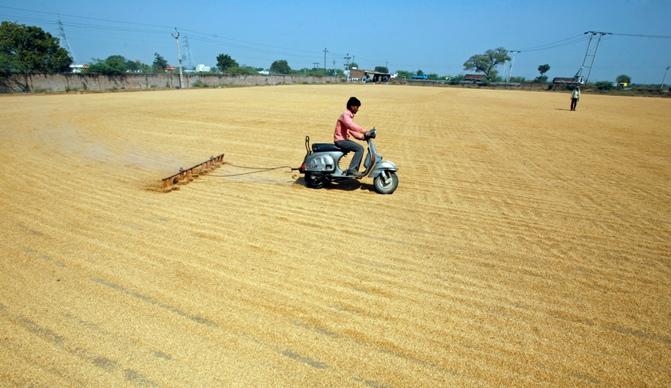 A worker spreads paddy crop for drying in a rice mill complex on the outskirts of Ahmedabad.