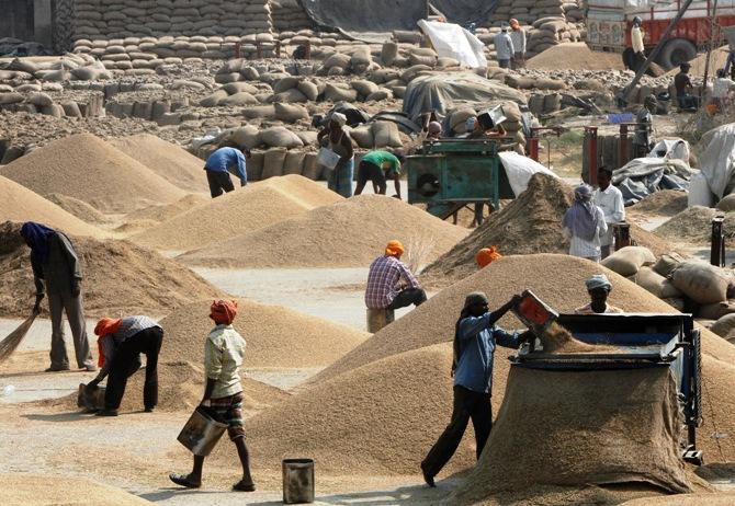 Labourers remove dust from paddy crop at a wholesale grain market in Chandigarh.