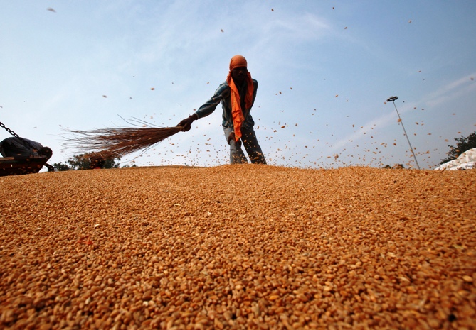 A labourer removes dust from wheat crops at a wholesale grain market in Chandigarh.