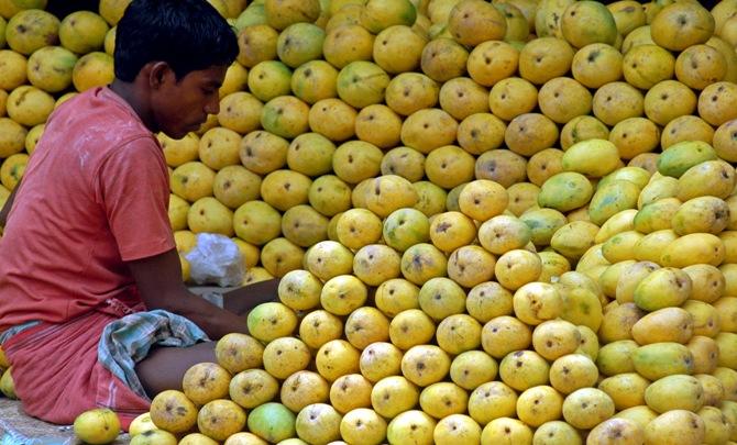 A hawker arranges mangoes at a roadside shop in Chennai.