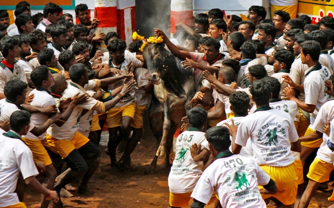 Villagers try to control a bull during a bull-taming festival on the outskirts of Madurai town, Chennai.