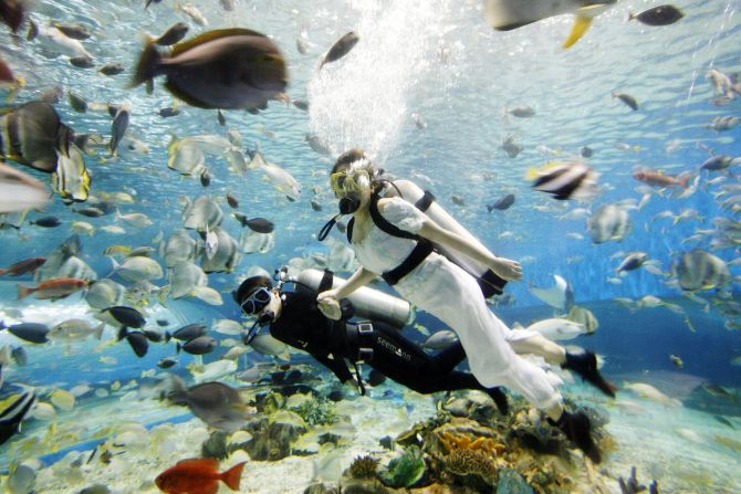 Divers posing as Bride and Groom swim inside an aquarium at an ocean park.
