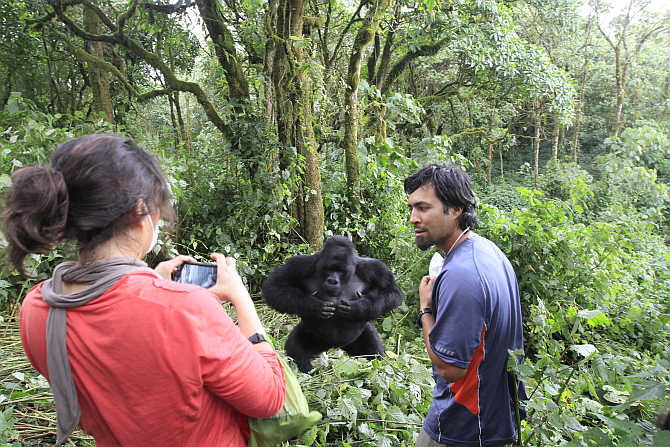 Tourists take pictures of a mountain gorilla in Virunga national park in Congo.