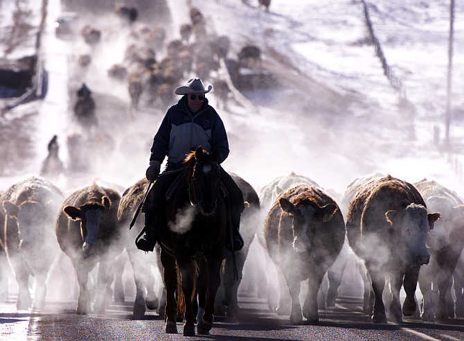 Cowboy Bill Collins leads over 300 head of cattle down a southern Alberta road northwest of Calgary in Canada.
