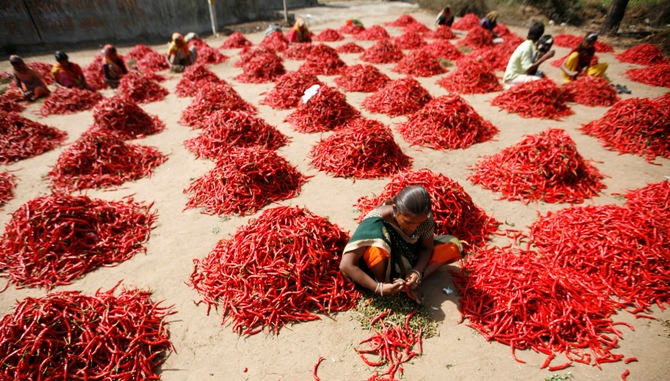 Workers remove stalks from red chilli at a farm in Shertha village on the outskirts of Ahmedabad.