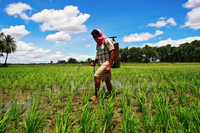 A farmer sprays pesticide containing monocrotophos on a paddy field at Mohanpur village, about 45 km (28 miles) west of Agartala