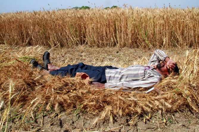 A labourer rests on harvested wheat crop at Chando village, Punjab.