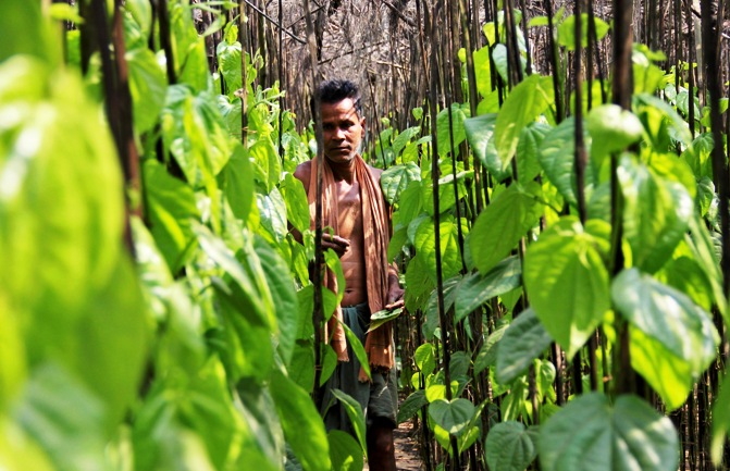 A farmer collects betel leaves near POSCO India's Odisha Project site at Gobindpur village in Jagatsinghpur district, Odisha.