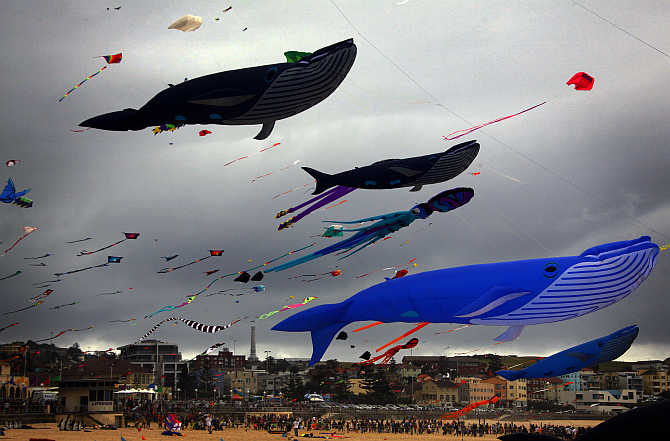 Large whale-shaped kites and others fly above a crowd gathered for the Festival of the Winds on Sydney's Bondi Beach, Australia.