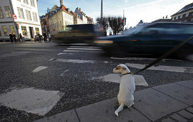 A dog sits as he waits next to his owner to cross a street in Copenhagen, Denmark.