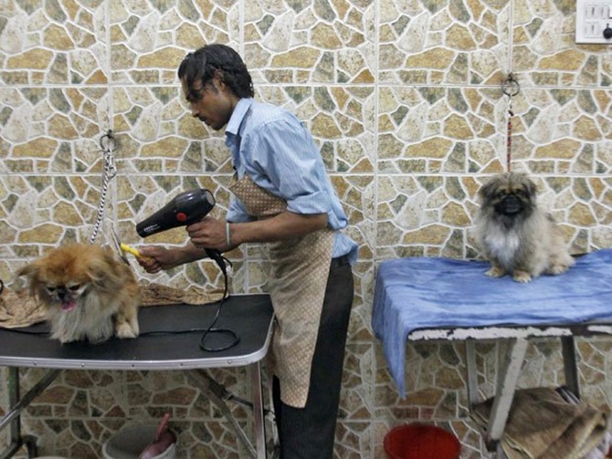 A groomer blow dries a dog after it was bathed at a pet grooming salon in New Delhi.
