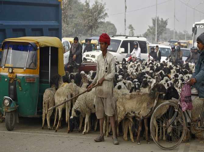 A shepherd with his herd of sheep waits for the signal at a busy road junction in Noida on the outskirts of New Delhi.