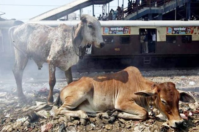 A local passenger train passes-by cows at a railway station in Mumbai.