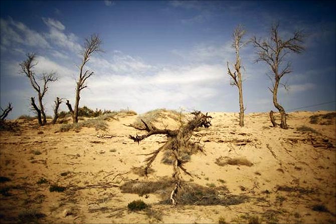 Dead trees are seen near the dried up Shiyang river on the outskirts of Minqin town, Gansu province.