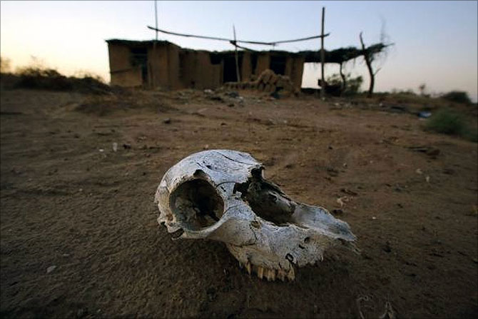 An animal skull lies on the ground at an abandon farm, near the dried up Shiyang river on the outskirts of Minqin town, Gansu province.