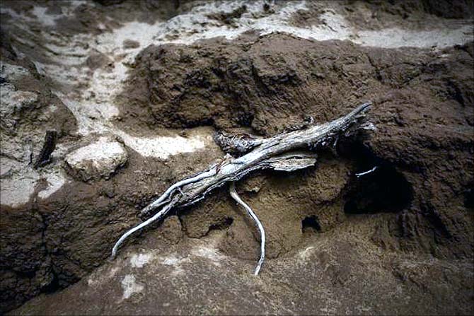 A plant root lies on the bed of the dried up Shiyang river on the outskirts of Minqin town, Gansu province.