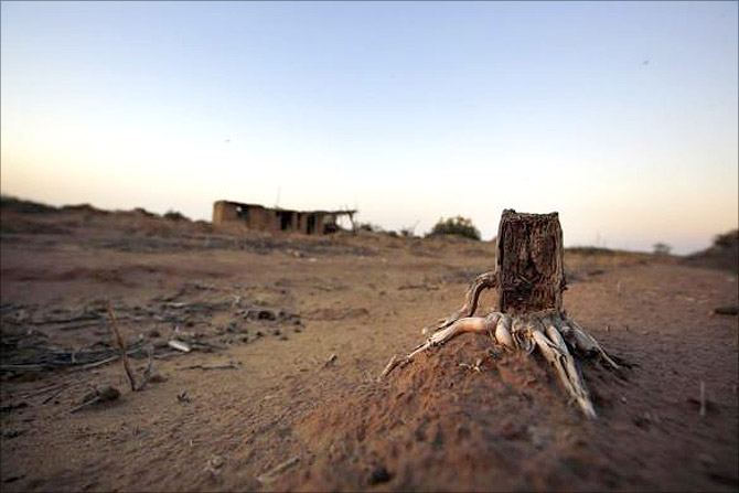 A dry plant stump is seen an abandon farm, near the dried up Shiyang river on the outskirts of Minqin town, Gansu province.