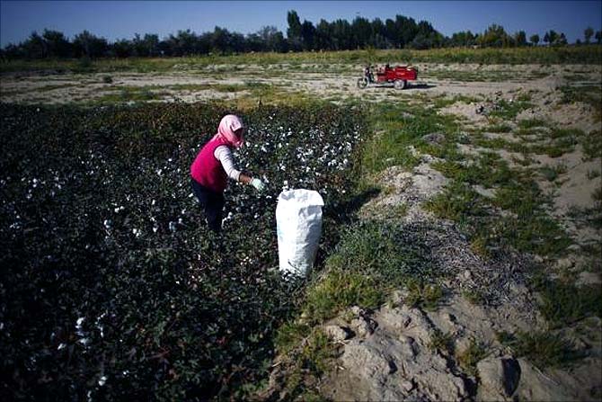 A woman harvests cotton near the dried up Shiyang river on the outskirts of Minqin town, Gansu province.