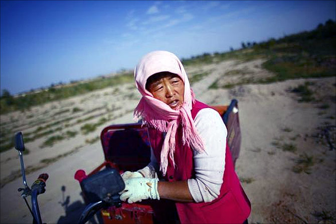 A woman takes a break as she harvests cotton near the dried up Shiyang river on the outskirts of Minqin town, Gansu province.
