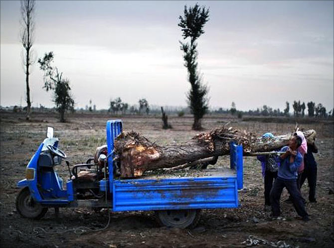Farmers remove a dead tree from a field near the dried up Shiyang river on the outskirts of Minqin town, Gansu province.