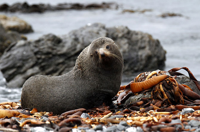 A seal is seen at Wellington's south coast.