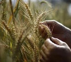 Wheat production in north India may decline due to climate change.
