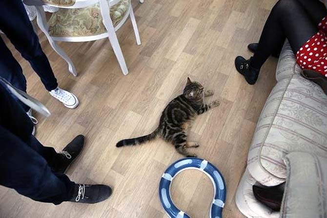 Coffee lovers can enjoy kitty cuddles at London's first cat cafe
