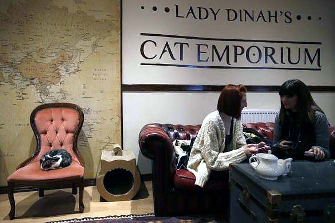 Coffee lovers can enjoy kitty cuddles at London's first cat cafe
