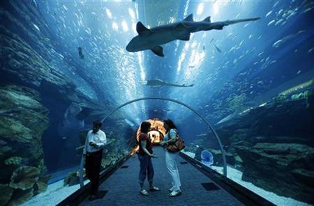 Visitors looks up as fish swim in the aquarium tunnel in Dubai Mall, which covers the area of 50 soccer pitches.