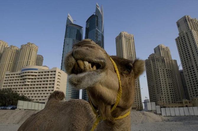 A camel stands in front of the Jumeirah Beach Residence in Duba