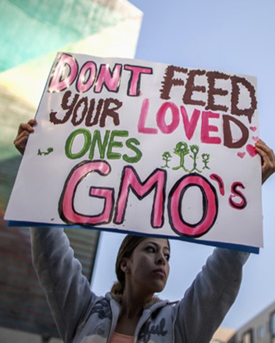 A protestor opposes the introduction of GM crops.