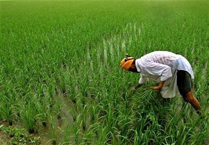 A farmer inspects his paddy field in Taragarh village, near Amritsar.