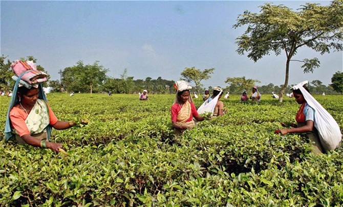 Workers pick tea leaves.